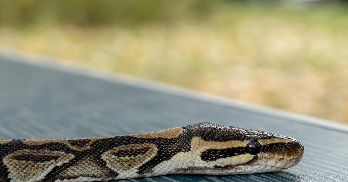 A healthy ball python curled up on a branch, representing a pet worth protecting with insurance.