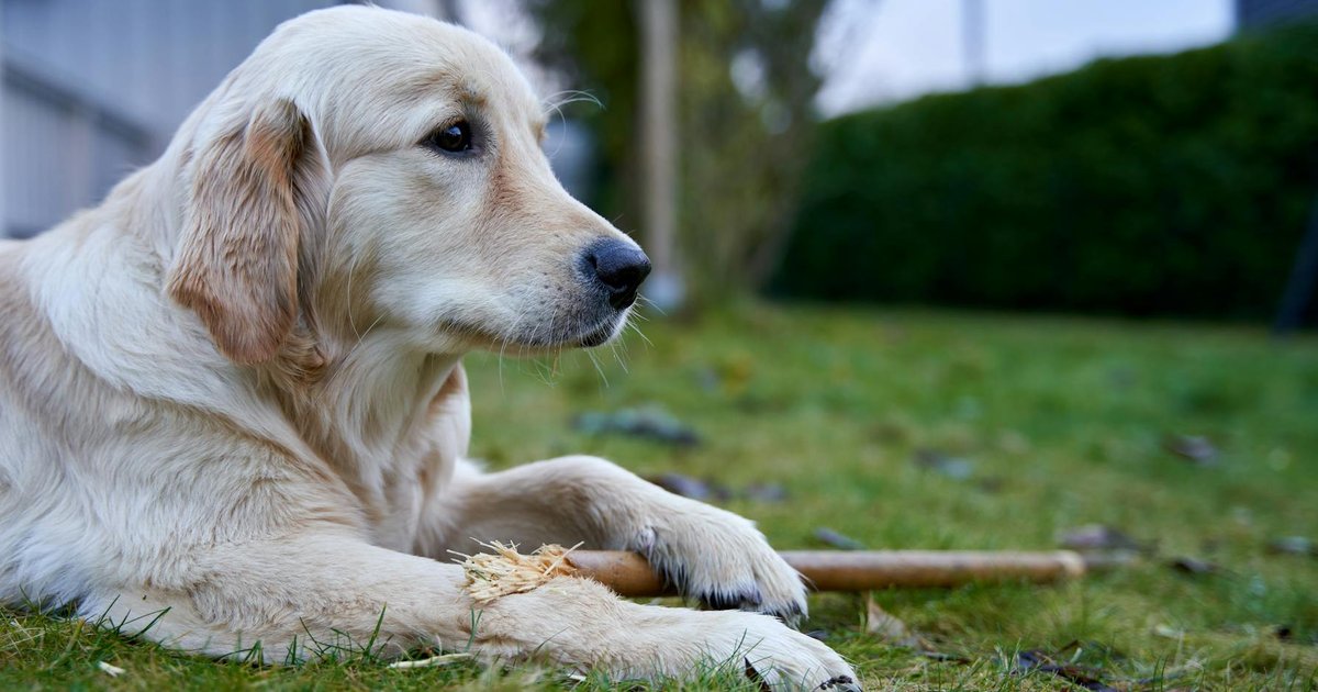 AKC logo with a champion show dog