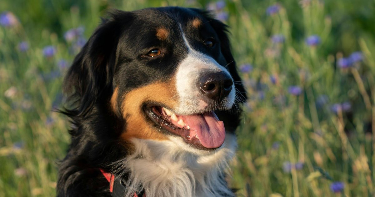 Bernese Mountain Dog in snow concept art