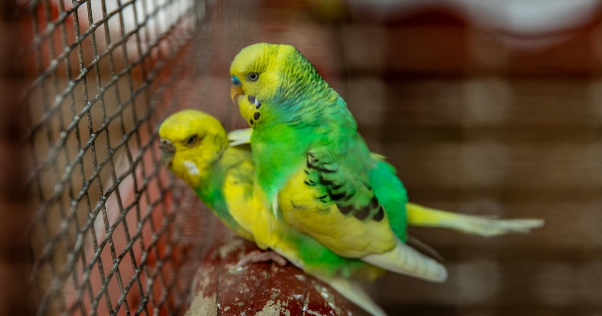 Blue budgie parakeet concept art