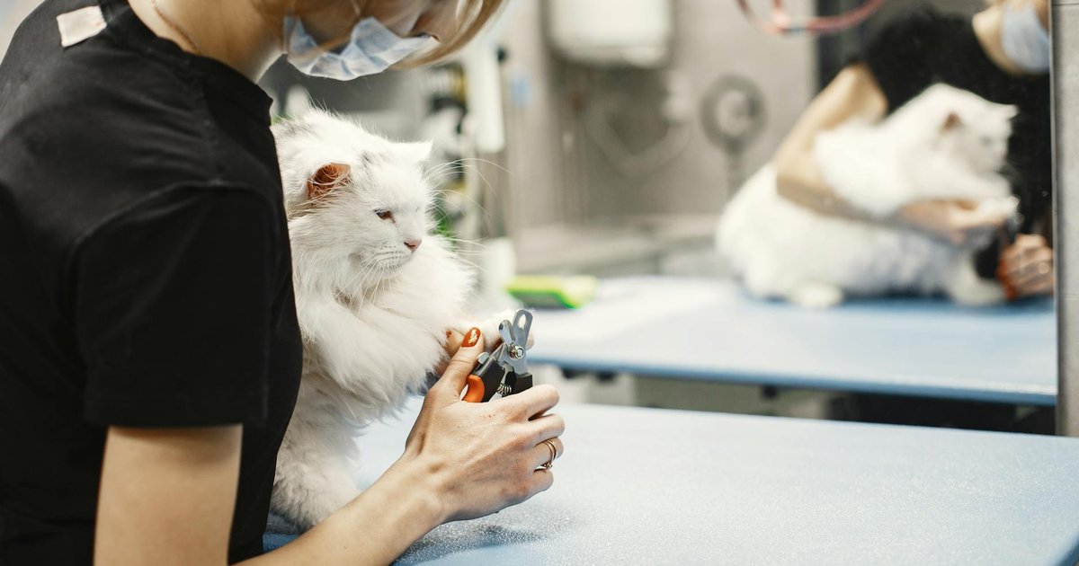 A veterinarian holding a cat while looking at a tablet, representing direct insurance payment.