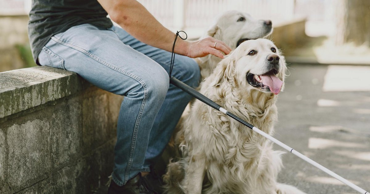 Cute Cavapoo puppy tilting head