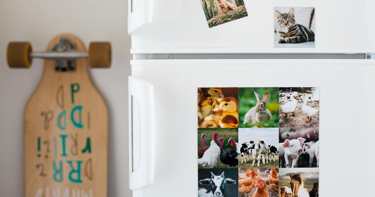 Pet chicken and duck in backyard concept art