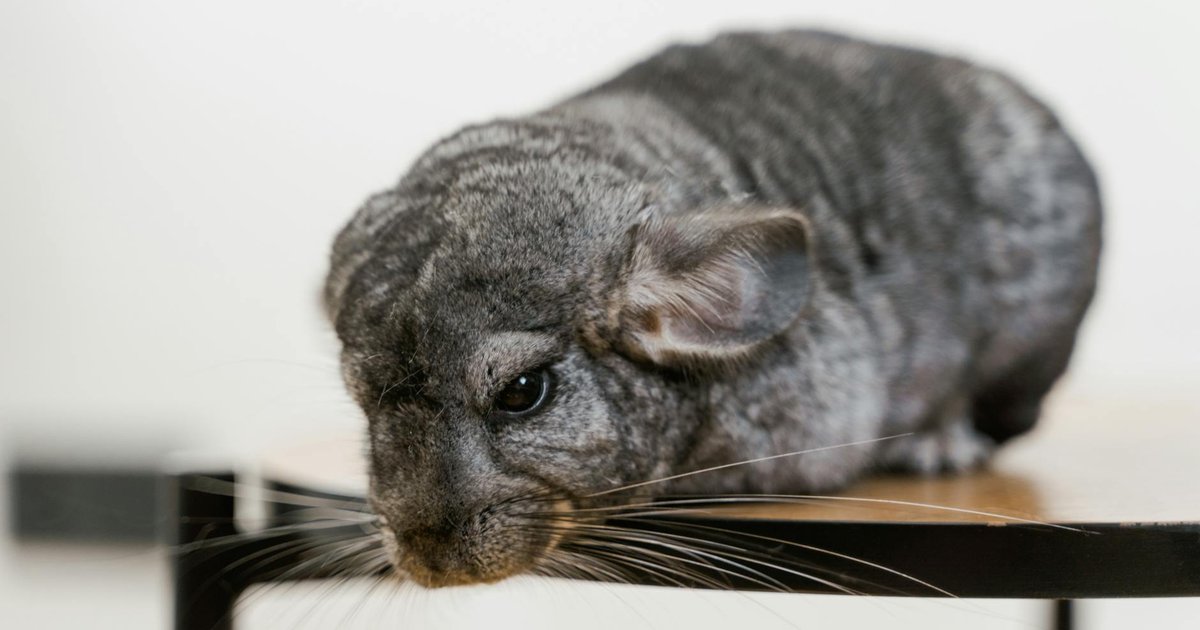 Chinchilla holding a treat concept art