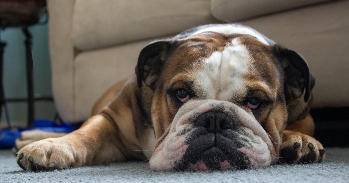 A happy English Bulldog breathing easily on a walk in the park