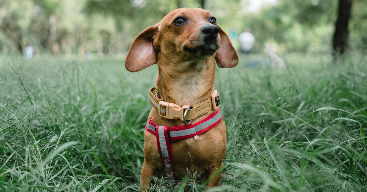 Dachshund sausage dog running in grass showing long spine