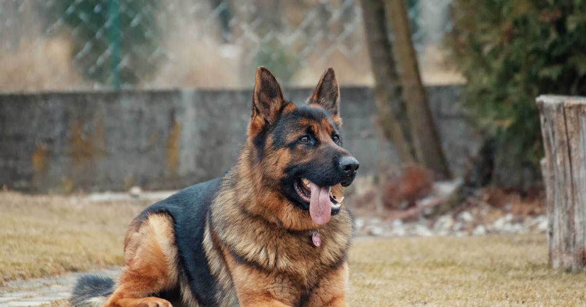 A healthy German Shepherd running through a grassy field, representing the peace of mind pet insurance can provide.