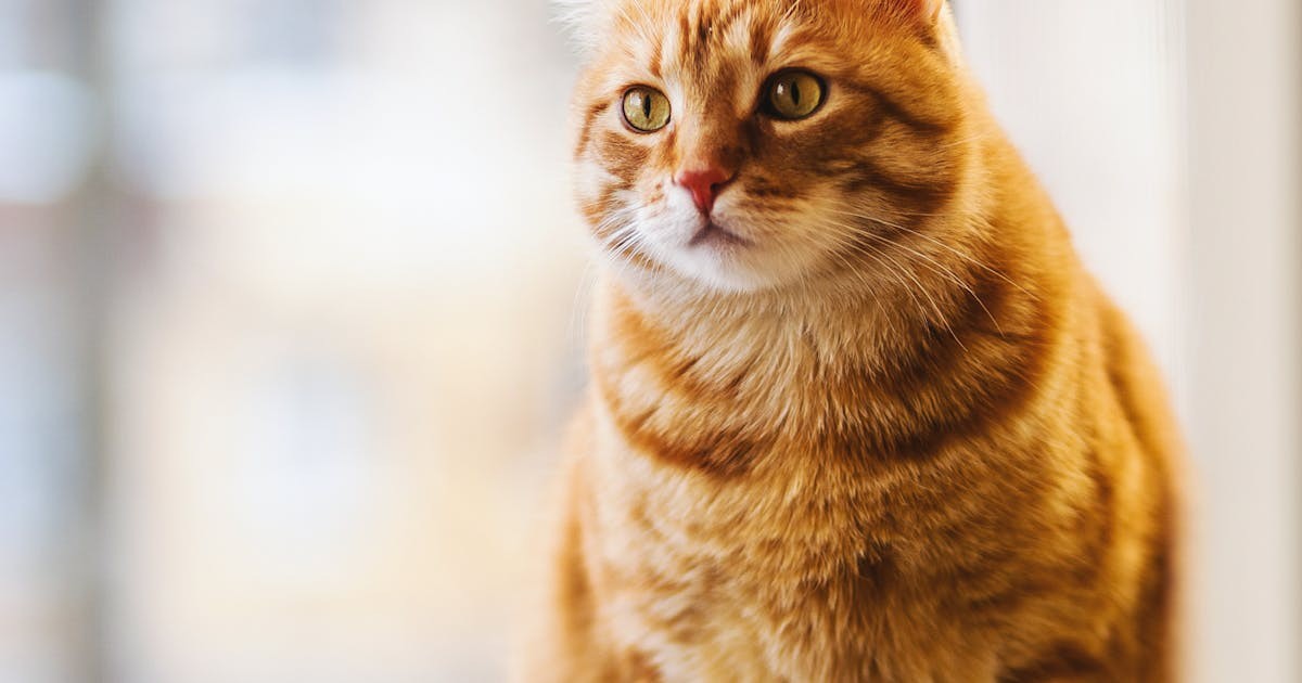 Cat using an Aerokat inhaler mask