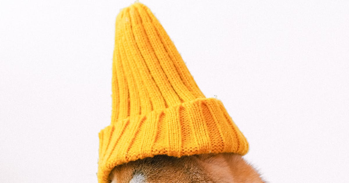 Playful ferret peeking out of a tunnel