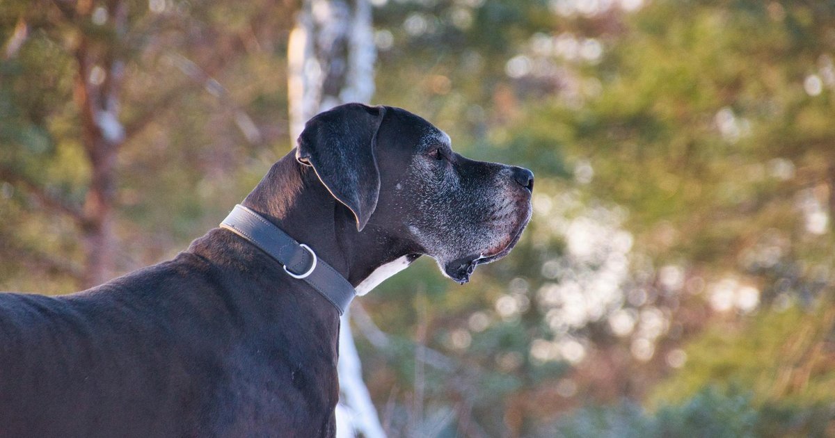 Great Dane standing majestically concept art