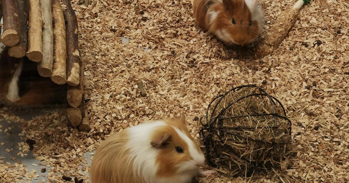 Guinea pig eating hay concept art