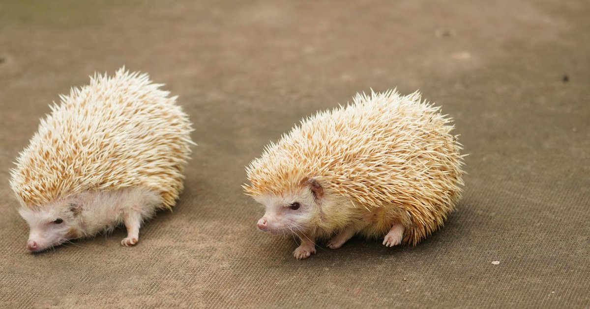 Hedgehog curled up concept art