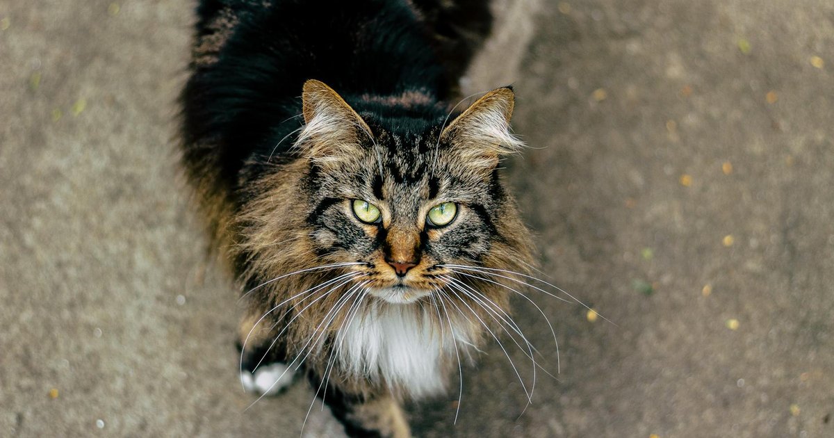 A large, majestic Maine Coon cat with a fluffy tail sitting indoors.