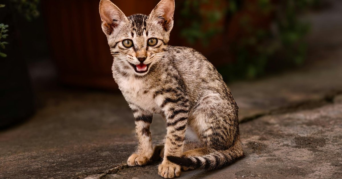 A small, curious kitten playing with a toy stethoscope next to a calculator.
