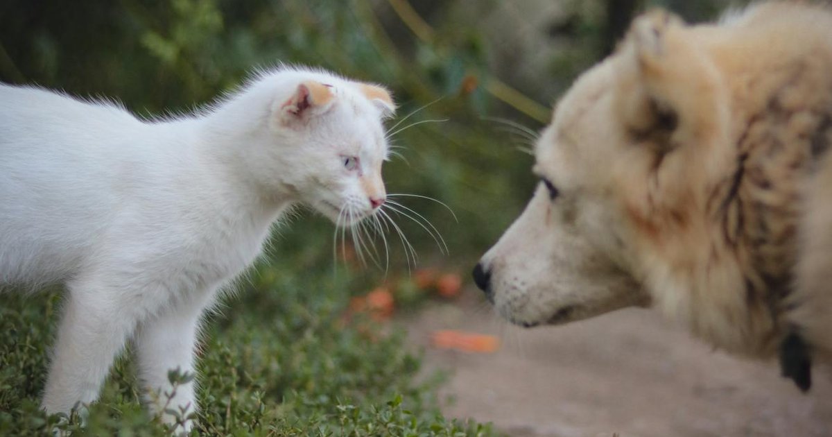 Nationwide vs MetLife comparison concept