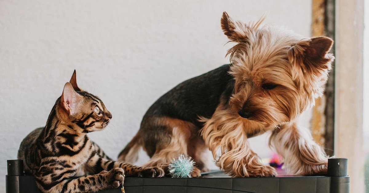 A veterinarian examining a colorful parrot next to a bearded dragon, symbolizing exotic pet care.