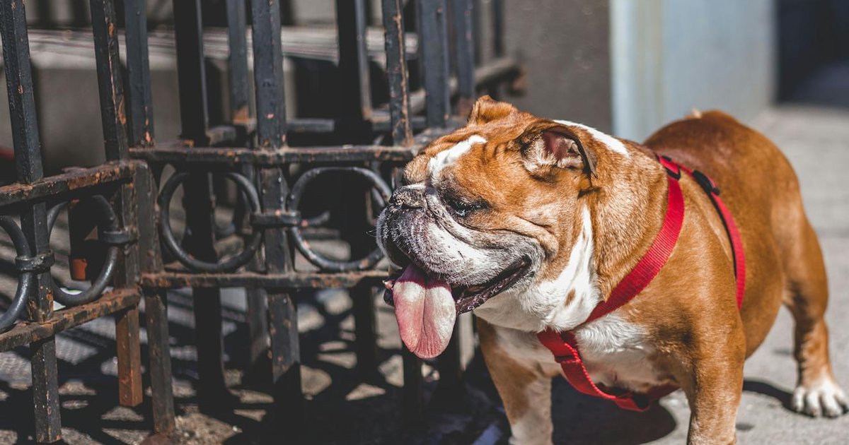 Pet insurance in New York concept art