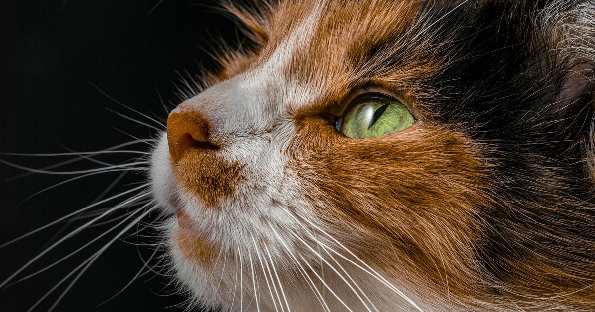 Chart showing rising veterinary costs and insurance premiums in 2026