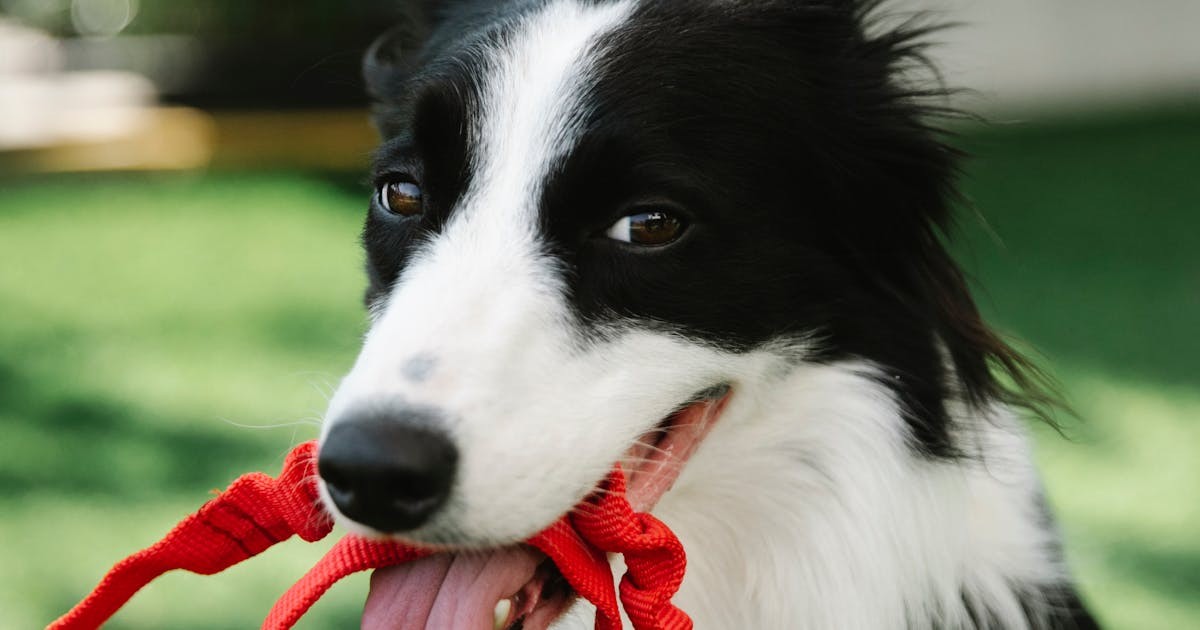 Pumpkin pet insurance review concept