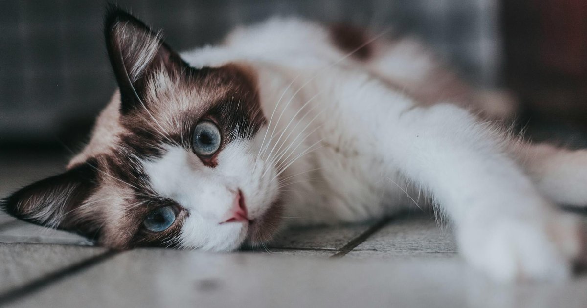 Blue-eyed Ragdoll cat lying on a sofa