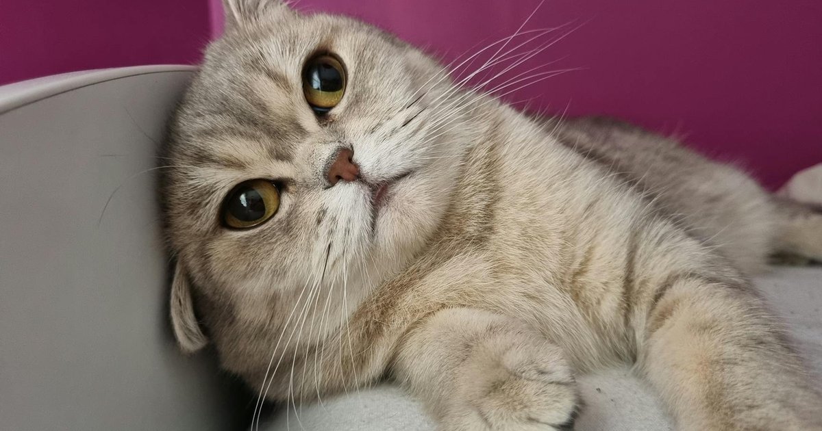 Scottish Fold cat with folded ears looking sad