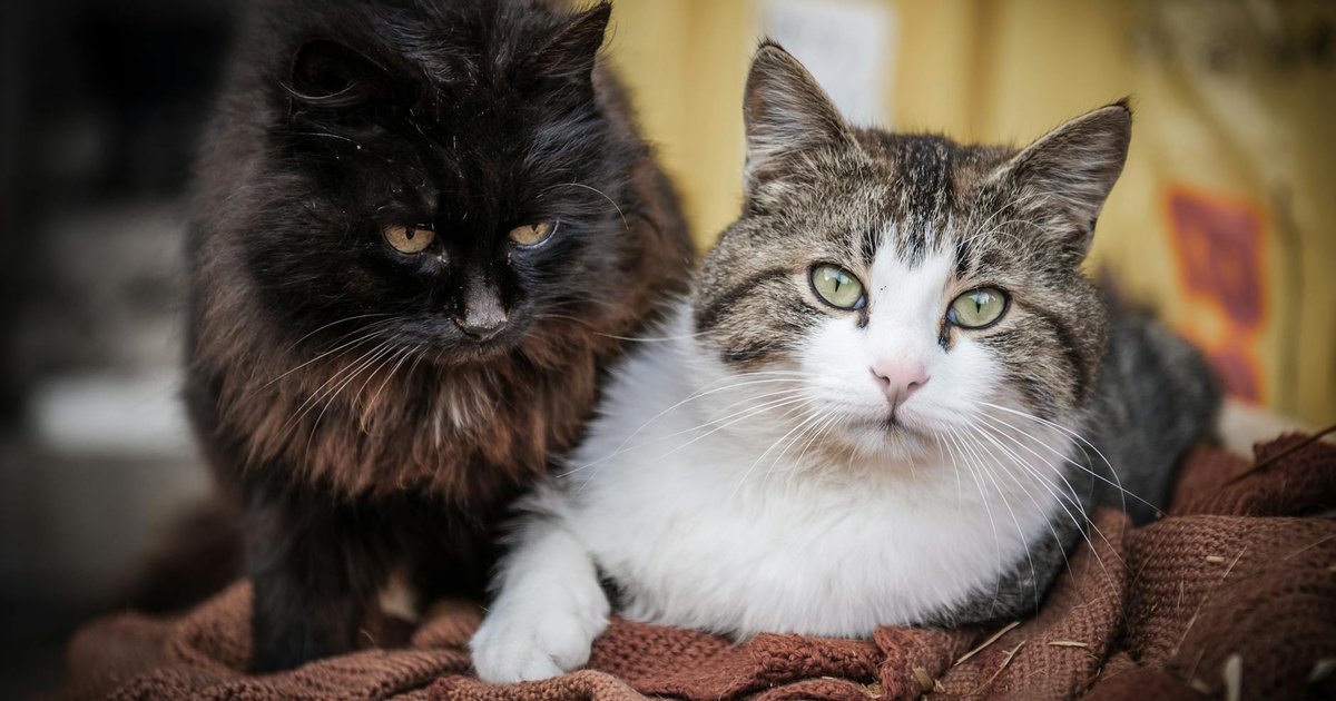 Spot Pet Insurance Review