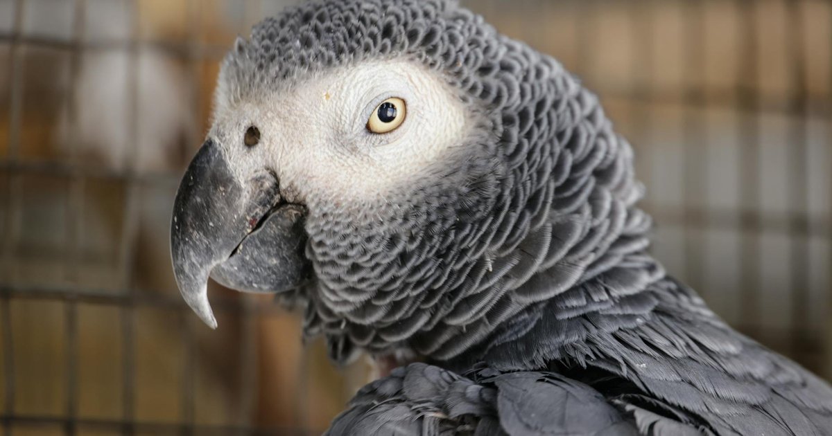 A healthy African Grey Parrot perched on a stand, looking alert and intelligent.